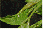 Larva of Dasineura sp. (unrecorded species)