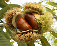 New chestnut cultivar 'Mipung'