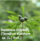 Deciduous Cypress(Taxodium distichum sp. (L.) Rich.)