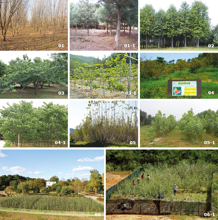 Major activities in the Suwon Experimental Forest image(01, 01-1, 02, 03, 03-1, 04, 04-1, 05, 05-1, 06, 06-1)