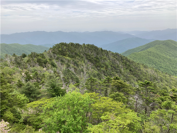 Decline of sub-alpine evergreen conifers(Mt Jiri)