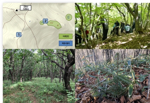 Building and monitoring of restoration site of the Korean fir