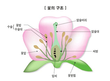 꽃은 암술머리와 암술대, 씨방, 꽃잎, 밑씨, 꽃받침, 수술(꽃밥, 수술대)으로 이루어져 있습니다.