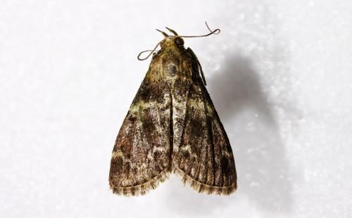 국립산림과학원, 후박나무 해충 ‘제주집명나방’ 천적 국내 최초 확인