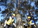 New Year’s Wish: Complete Pine Wilt Cont...