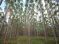 Expaned overseas base for forest resourc...