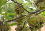Breeding of new acorn cultivar ‘Guemsura No. 1’