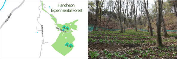 Hancheon Experimental Forest