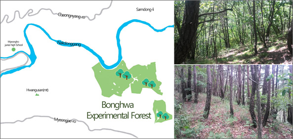 Bonghwa Experimental Forest