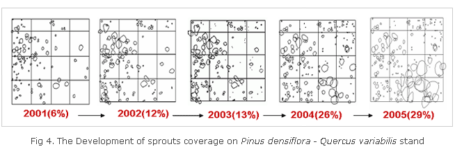 Fig 4. The Development of sprouts coverage on Pinus densiflora - Quercus variabilis stand