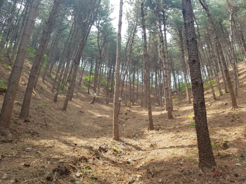 Forest thinning site for forest water resources retention enhancement