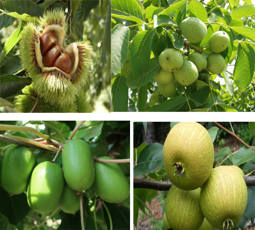 Breeding new cultivars of forest fruit trees