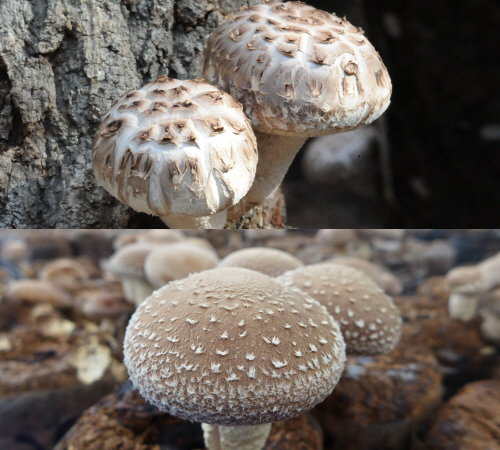 Development of new varieties and cultivation techniques for shiitake mushroom