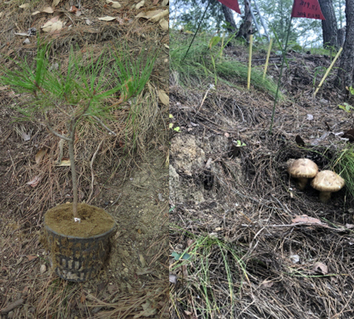 Artificial cultivation of pine mushrooms using matsutake-infected pine seedlings