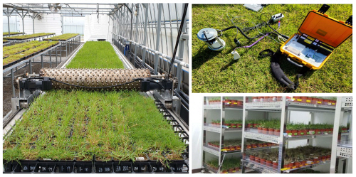 Development of customized turfgrass cultivation techniques