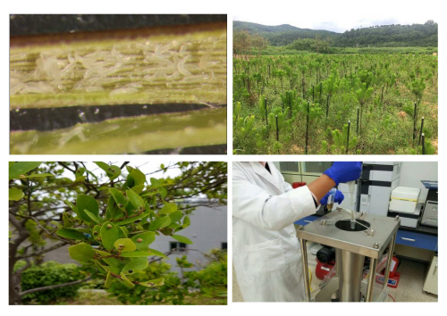 Development on forest insect pests and diseases control methods