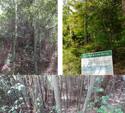 Research on afforestation for evergreen broad-leaved tree species