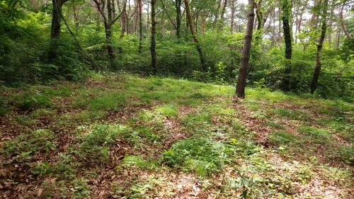 Test-bed in various forest vegetation