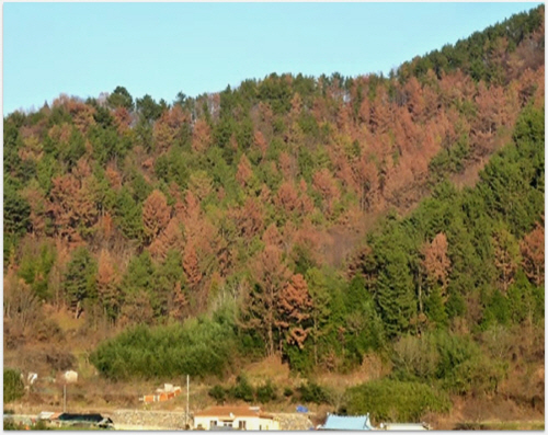 Damaged trees by pine wilt disease
