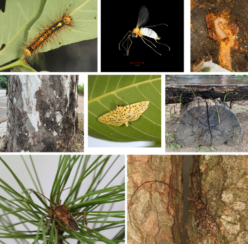 Identification of insect pests