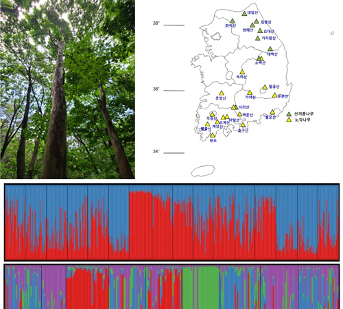 Evaluation of genetic diversity in forest genetic resources