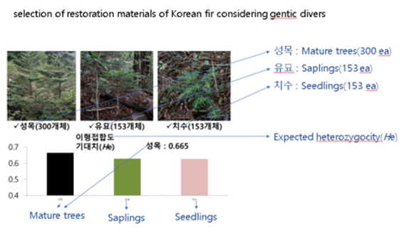 Selection of materiasl for restoration of a Korean fir