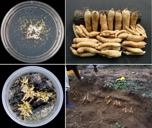 Development of disease-free seed tuber production method and highly-functional breeding material in Gastrodia elata.