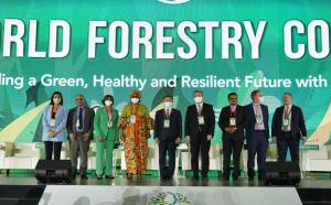 Ministerial Forum on Forest Finance (XV ...