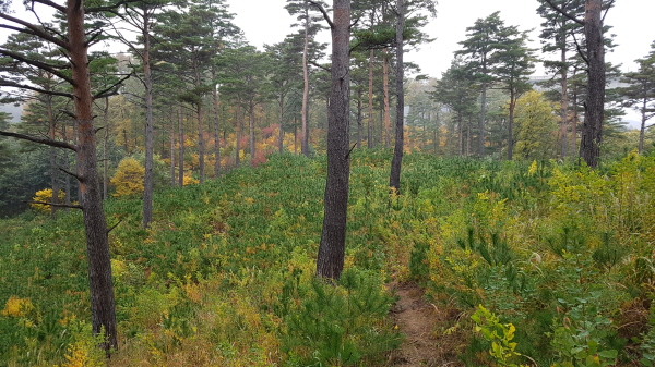 Naturally regenerated Korean red pine