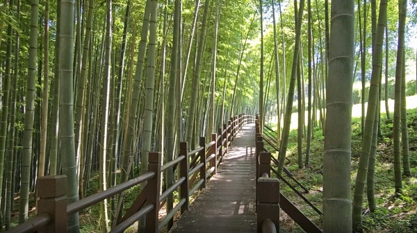 Bamboo biomaterials utilization