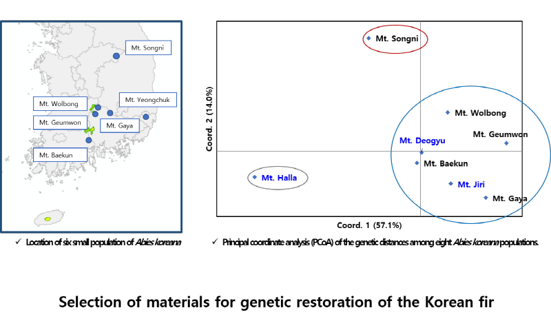Selection of materials for genetic restoration of the korean fir
